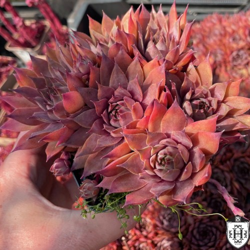 Sempervivum 'Purple Beauty' - Mägisibul 'Purple Beauty' P9/0,55L